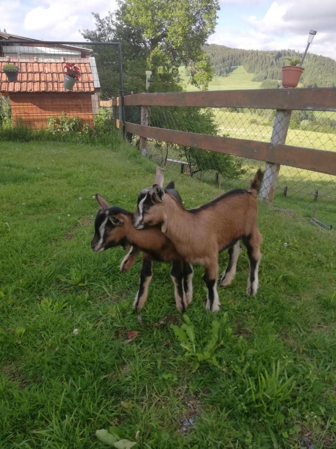 Ferienwohnung Duernberger Liebenfels Eksteriør billede
